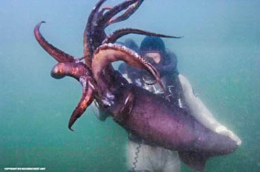 <img src="http://Scott Cassell_Explorer_n.jpg" alt="giant squid expert">