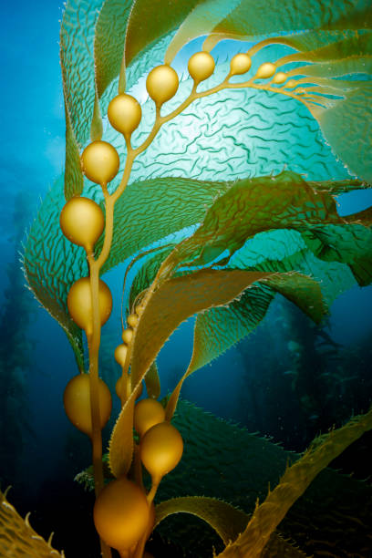 kelp flowing 