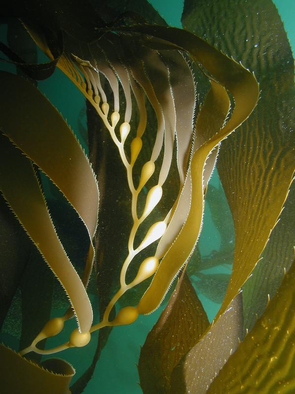 beautiful kelp flow inspiration