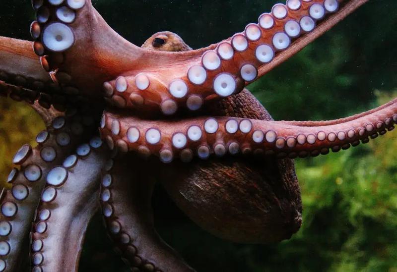 octopus marine life