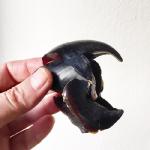 This is a Humboldt squid beak, gifted from a commercial fisherman. Giant squid and Colossal are larger!
