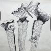Rough sketch and design before sculpting large 4' tall bronze pitcher plant, for The University Of California, Berkeley Gardens.
