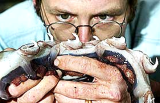 <img src="http://Dr. Steve_Oshea_sculpture_n.jpg" alt="giant squid">