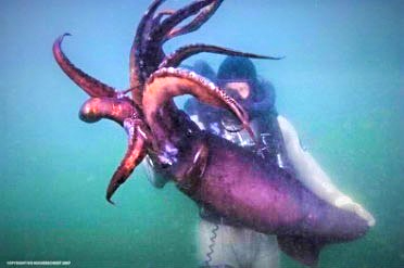 <img src="http://Scott Cassell_Explorer_n.jpg" alt="giant squid expert">